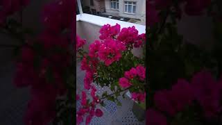 BALKONDA BEGONVİL NASIL YETİŞTİRİLİR? SOLAN BEGONVİLİM NASIL ÇİÇEK AÇTI?