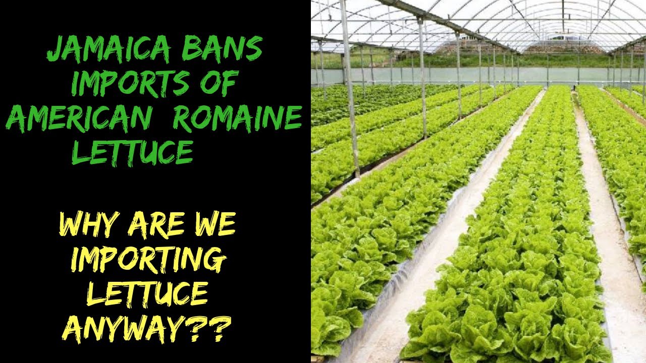 Jamaica bans import of American Romaine lettuce this highlights need