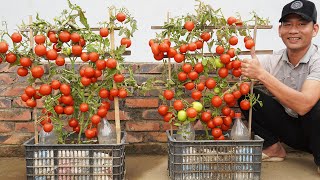 Unexpectedly, Growing Tomatoes In Plastic Baskets Would Produce So Many Fruits