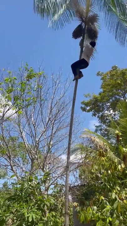 Getting Acai for a Buxom Woman