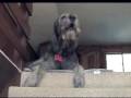 Liam the singing Irish Wolfhound の動画、YouTube動画。