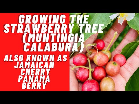 Video: Panama-bessieplantinligting – Leer hoe om Panamabessies te kweek