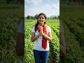 મારું સુંદર ખેતર અને બાજરીનો પાક 🌾 | My Farm Vlog