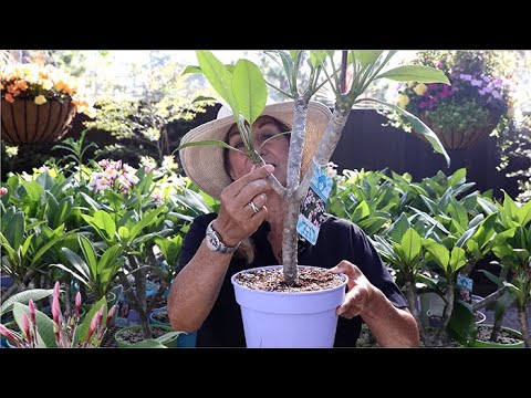 Video: Plumeria Care: How To Grow Plumeria