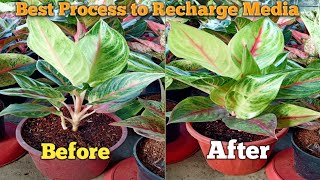 How to Revitalize Cocopeat for Aglonema I How to Rejuvenate Cocopeat I How to Recharge Cocopeat