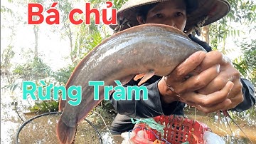 Thăm Lờ Dính Cá Trê Lai Khủng 😱  Ổ Cá Trê Rất To Trong Rừng Tràm Nước @TámCáVlog1979 