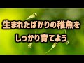 卵の孵化と小さな稚魚の育成のポイント