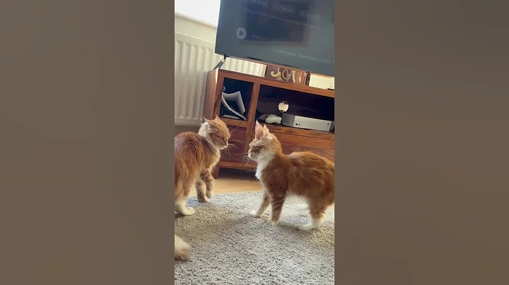Video 10535911: mainecoon kitten catlover funnycats