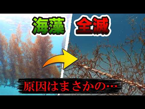【衝撃】順調だった海藻が突然枯れた…3年間の記録にない”ある異変”が遂に判明?!
