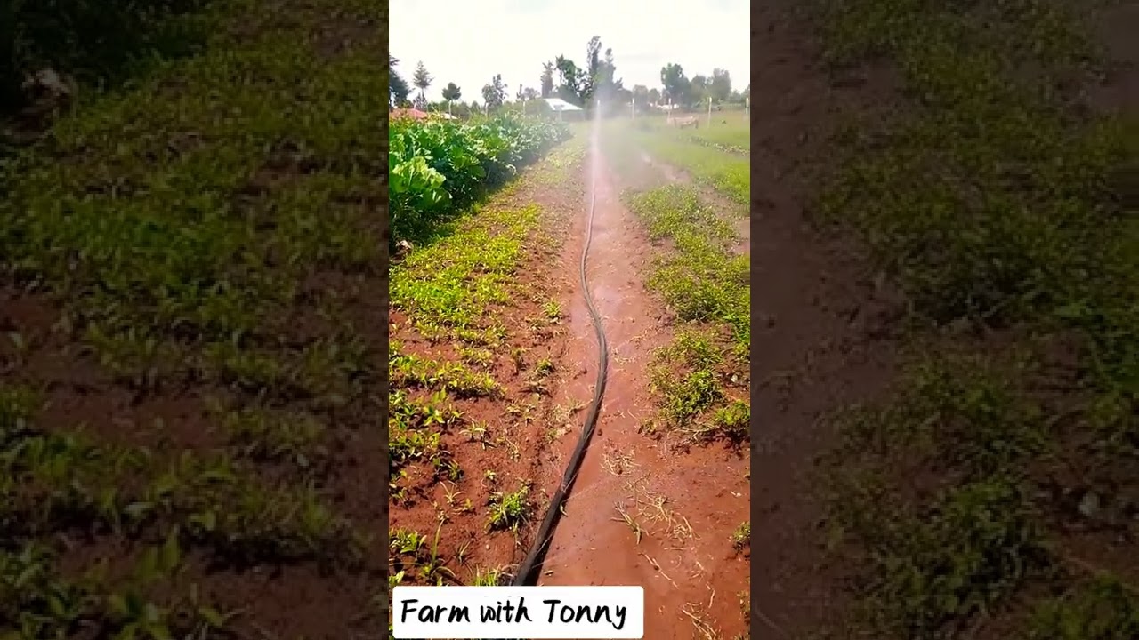 Sleduj rain horse Irrigation na YouTube Sleduj rain horse Irrigation na YouTube