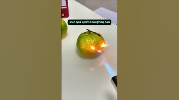 Khò quả quýt và cái kết 🤫 | Video hài hước