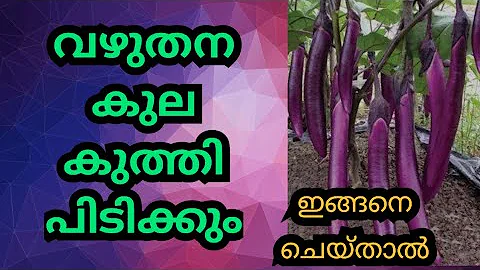 TRICKS TO GROW LOTS OF EGGPLANT | GROWING BRINJAL IN POT #community#agrowgreen