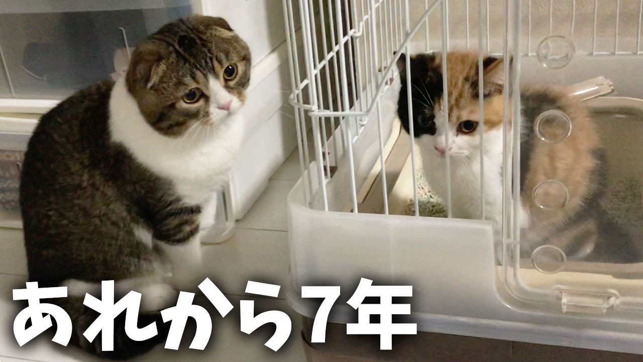 出会った日から7年たった現在の猫夫婦がこうなりました！