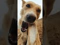 dog and bone
