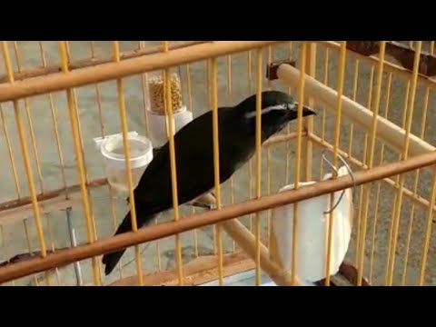 Canto De Trinca Ferro Canto Seco Por Que Os Trinca Do Sul Sao Os Melhores Apenas 11 Meses E Ja Cantando Assim Trinca Faixa Preta Youtube