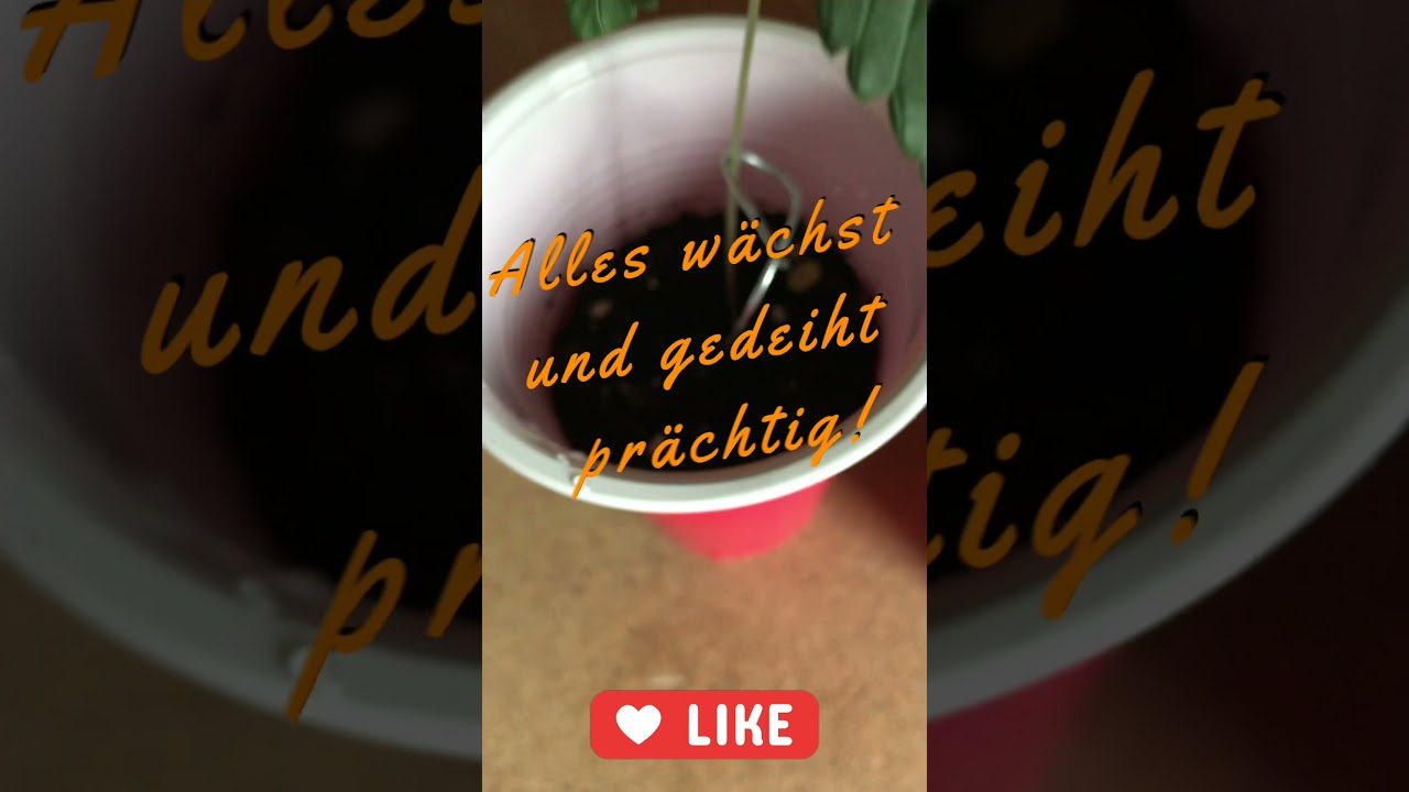 Homegrow Royal Cookies Automatic Woche 4-5