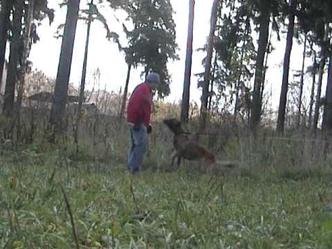 Малинуа Каро от Сольника