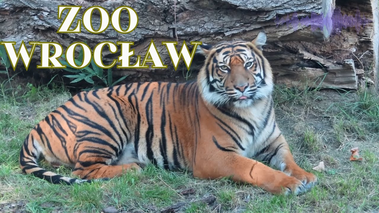Zoo Wrocław – Zobacz dawne atrakcje!
