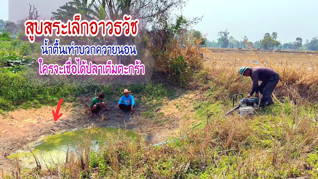 สูบสระเล็กน้ำตื้นเท่าบวกควายนอน ใครจะเชื่อว่าจะได้ปลาเต็มตะกร้า นี่มันปลาข่อนหน้าแล้งชัดๆ