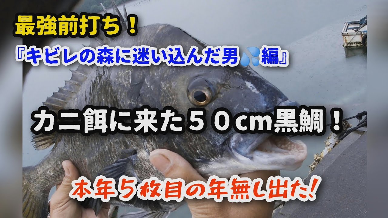 前打ち黒鯛 キビレの森に迷い込んだ男 編 諦めたら負け レッツ黒鯛です Youtube