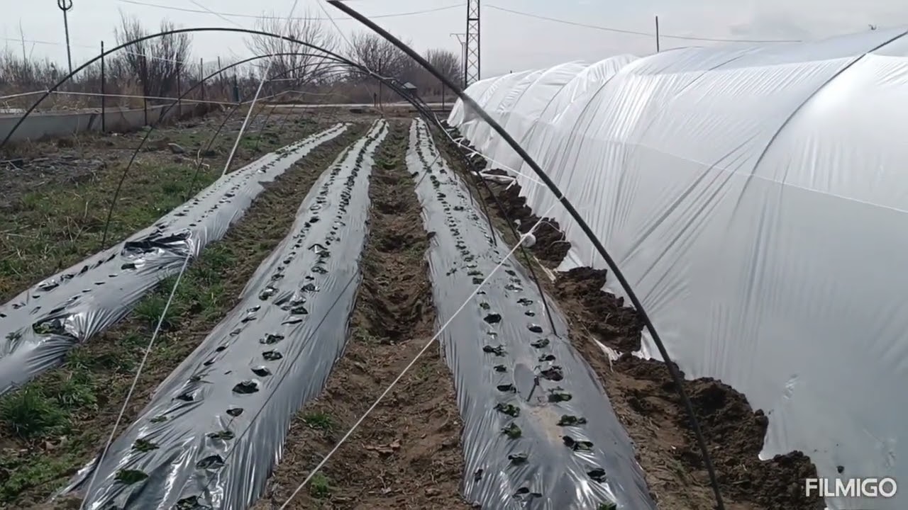 Ելակի մշակում բալագանի տակ  Выращивание клубники в Балагане. Strawberry cultivation is a must. 