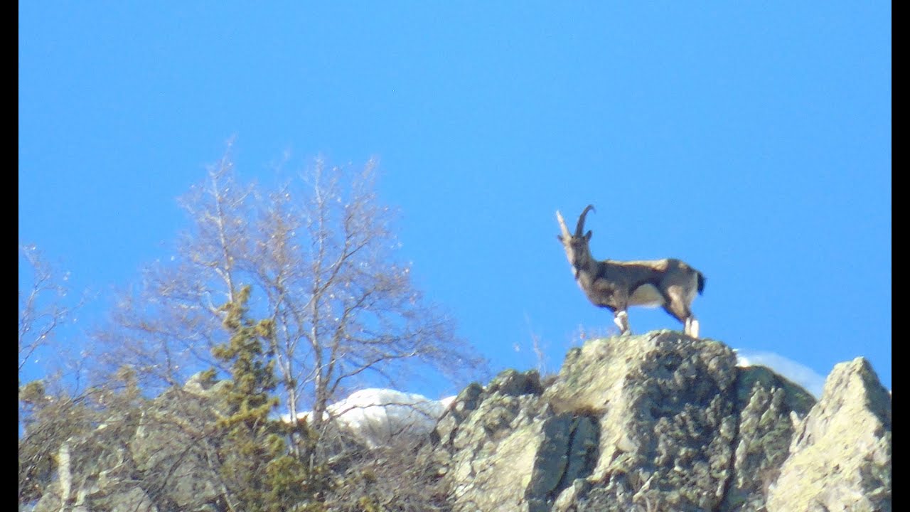 Bir Kış Masalı: Barhal'da,Kaçkar Dağlarında Kış Aylarında Yürüyüş ve Yaban Keçilerini İzlemek.