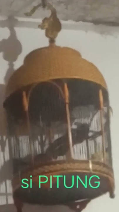 PITUNG MANGGUNG DI MALAM HARI #short