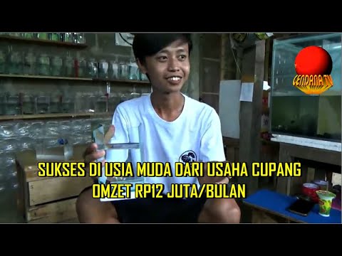SUKSES DI USIA MUDA DARI USAHA CUPANG