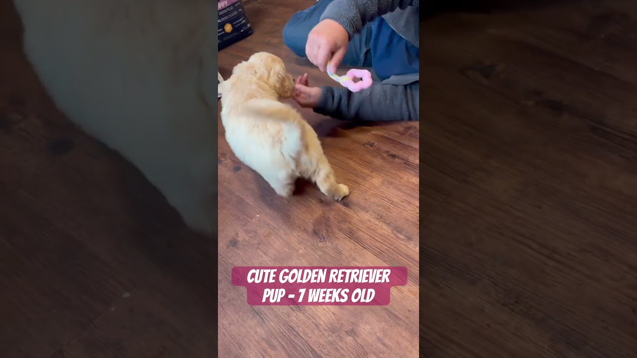 Bess the Golden Retriever Pup at 7 weeks old