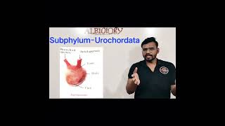 Subphylum-Urochordata Animal Classification Viral Short Avinash Sir