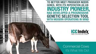 The World of Genetics - Creating Ideal Commercial Cows