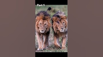 Thumbnail of Singa Scarface #singa #alam #alamliar #alami #savana