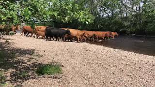 Cattle crossing to Rhfail screenshot 3