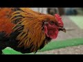 【🐓バクが生きていてくれました❗😭】#涙腺崩壊 #鳴き声 #鶏 #ニワトリ #にわとり #ブラマ #烏骨鶏 #感動 #感動する話 #泣ける話 #アンチ #バトル #雑談 #雑談配信 #生配信 #ライブ