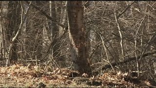 Victim of deadly Belchertown crash identified