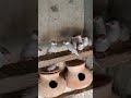 Java Bird jawan Pathay