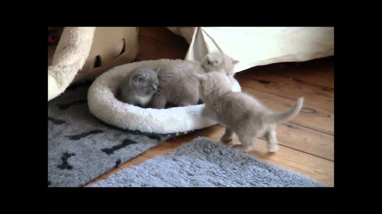 Britse Korthaar Kittens