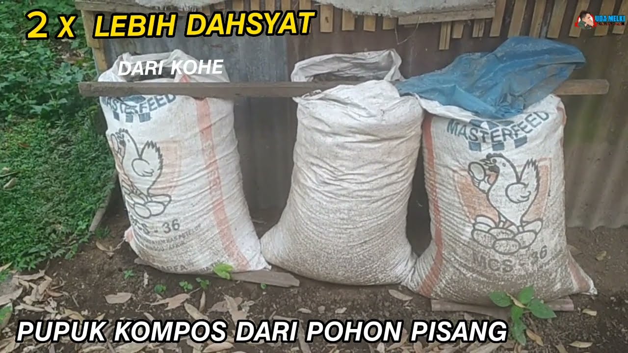 2𝚇 𝙇𝙀𝘽𝙄𝙃 𝘿𝘼𝙃𝙎𝙔𝘼𝙏 𝙳𝙰𝚁𝙸 𝙋𝙐𝙋𝙐𝙆 𝙆𝘼𝙉𝘿𝘼𝙉𝙂 | 𝘾𝘼𝙍𝘼 𝙈𝙀𝙈𝘽𝙐𝘼𝙏 𝙋𝙐𝙋𝙐𝙆 𝙆𝙊𝙈𝙋𝙊𝙎 𝘿𝘼𝙍𝙄 𝙋𝙊𝙃𝙊𝙉 𝙋𝙄𝙎𝘼𝙉𝙂 |𝙿𝙴𝙽𝚈𝚄𝙱𝚄𝚁 𝚃𝙰𝙽𝙰𝙼𝙰𝙽