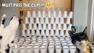 cats vs cup obstacle challenge