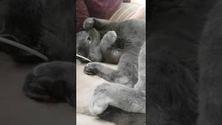 Russian blue cat talks with the owner