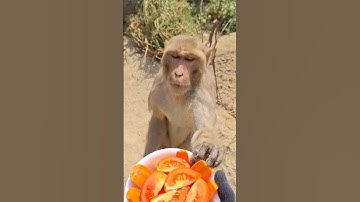 monkey ate carrots and tomato salad #viralshortvideo#tranding #shorts