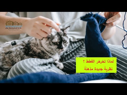 فيديو: لماذا تخرخر القطط