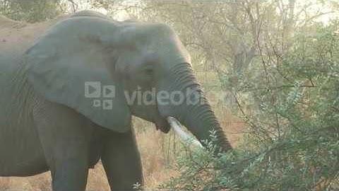 ELEPHANT EATING 2  JNFYPYLR