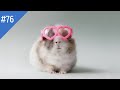 #76 FUNNY PETS / СМЕШНЫЕ ВИДЕО 2021 / Я РЖАЛ ПОЛЧАСА / СМЕШНЫЕ ЖИВОТНЫЕ