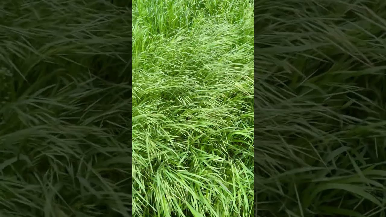 Binance left Canadian market for good upon regulation change - News 