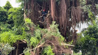 CUTTING DOWN DANGEROUS TREES  Helped him and his wife cut down a 100 year old tree