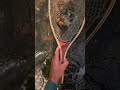 Brook Trout Takes a Hopper - Wisconsin Driftless