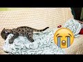 ВСЁ НЕ ТАК, КОГДА ЗАСЫПАЕШЬ С ПУМЁНКОМ. EVERYTHING GOES WRONG WHEN YOU FALL ASLEEP WITH A COUGAR CUB