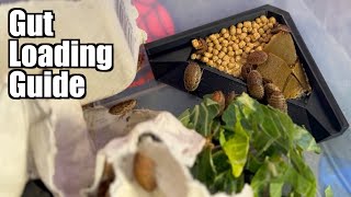 Gut Loading! The Most Important Part of Feeding your Reptiles