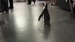 Backstage With The Penguins - Web Extra | The Meredith Vieira Show